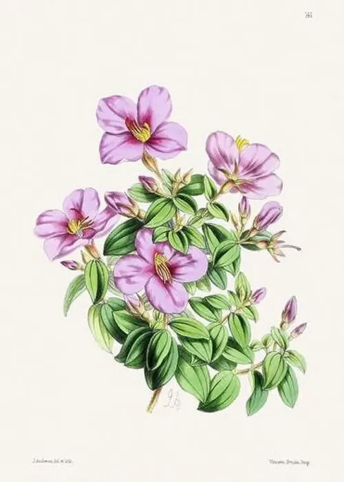 Framed Print : Vintage flower illustration Framed Print : Vintage flower illustration