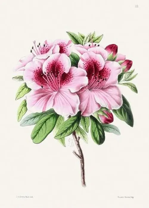 Framed Print : Vintage flower illustration Framed Print : Vintage flower illustration