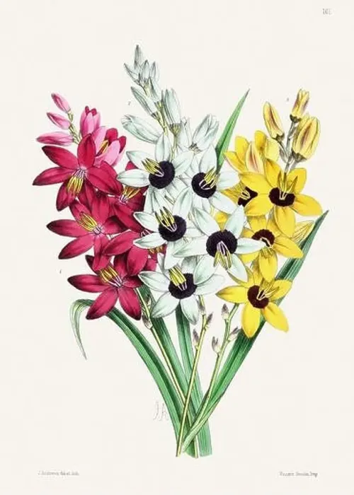 Framed Print : Vintage flower illustration Framed Print : Vintage flower illustration