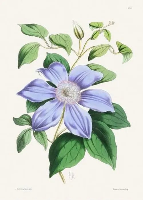 Framed Print : Vintage flower illustration Framed Print : Vintage flower illustration
