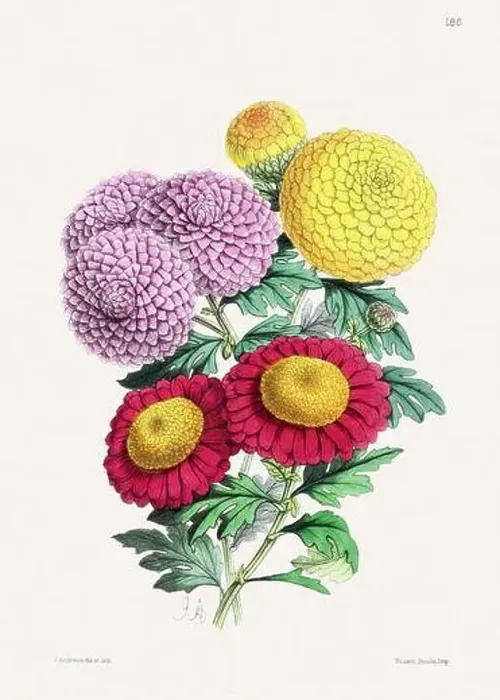 Framed Print : Vintage flower illustration