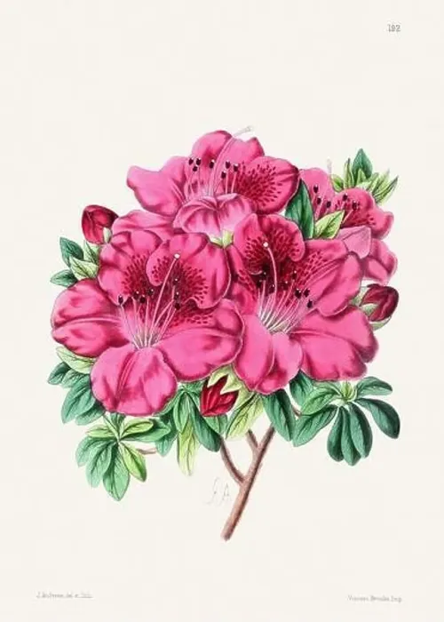 Framed Print : Vintage flower illustration Framed Print : Vintage flower illustration