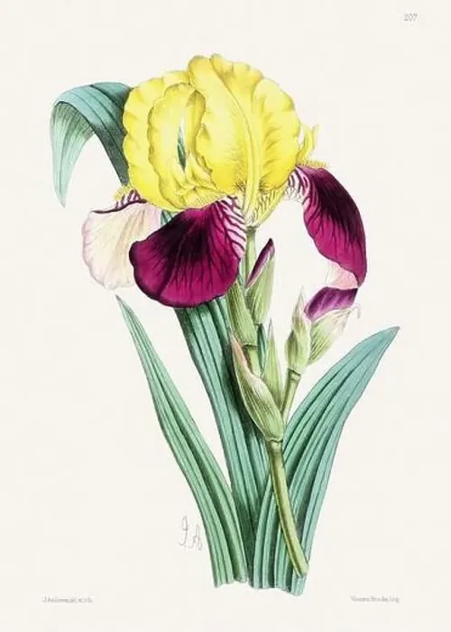 Framed Print : Vintage flower illustration