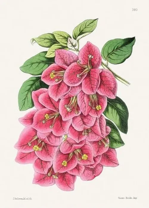 Framed Print : Vintage flower illustration Framed Print : Vintage flower illustration