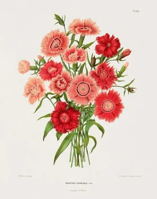 Framed Print : Vintage flower illustration. Dutch botanical book illustration. Circa 1880 Framed Print : Vintage flower illustration. Dutch botanical book illustration. Circa 1880