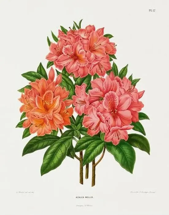 Framed Print : Vintage flower illustration. Dutch botanical book illustration. Circa 1880