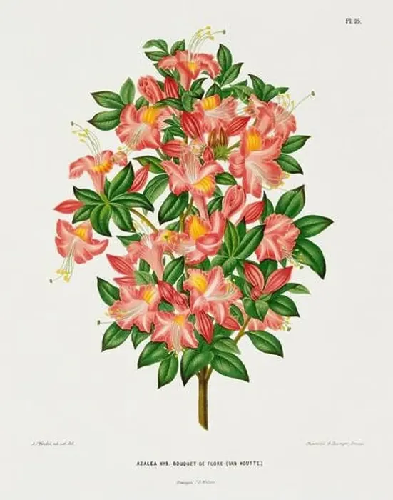 Framed Print : Vintage flower illustration. Dutch botanical book illustration. Circa 1880