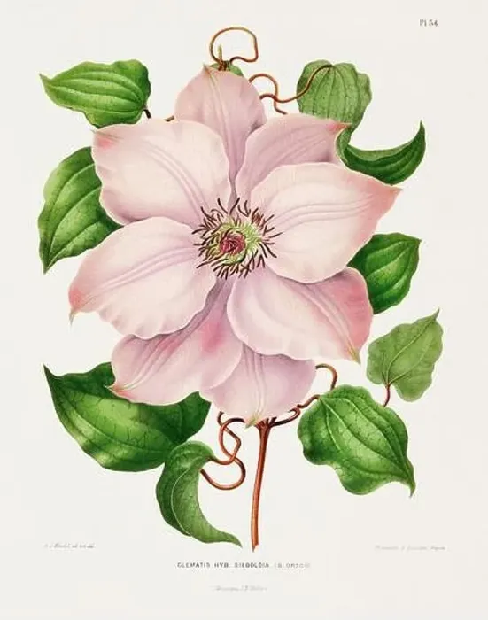 Framed Print : Vintage flower illustration. Dutch botanical book illustration. Circa 1880 Framed Print : Vintage flower illustration. Dutch botanical book illustration. Circa 1880