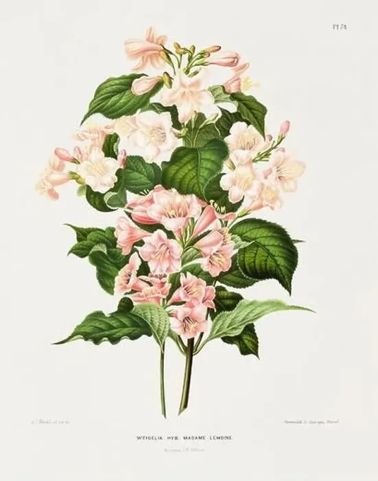 Framed Print : Vintage flower illustration. Dutch botanical book illustration. Circa 1880