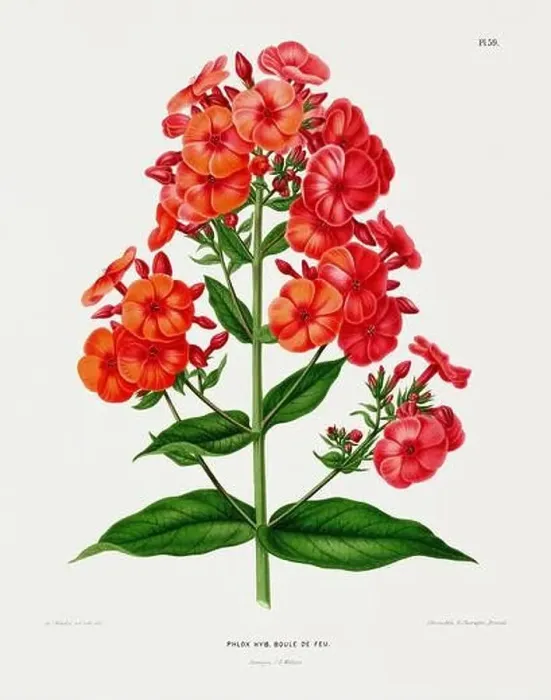 Framed Print : Vintage flower illustration. Dutch botanical book illustration. Circa 1880