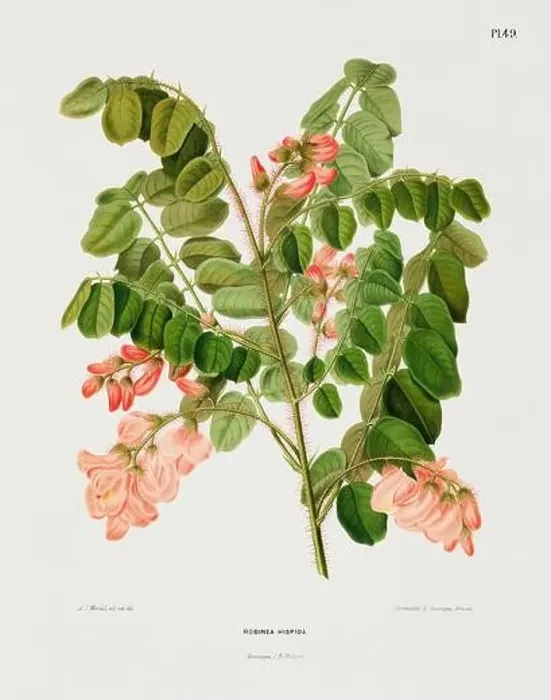 Framed Print : Vintage flower illustration. Dutch botanical book illustration. Circa 1880 Framed Print : Vintage flower illustration. Dutch botanical book illustration. Circa 1880