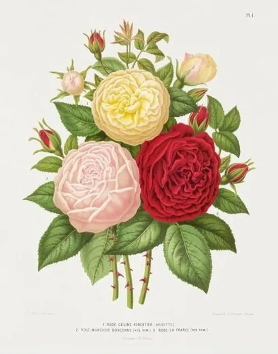 Framed Print : Vintage flower illustration. Dutch botanical book illustration. Circa 1880