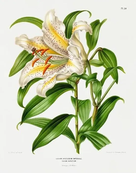 Framed Print : Vintage flower illustration. Dutch botanical book illustration. Circa 1880 Framed Print : Vintage flower illustration. Dutch botanical book illustration. Circa 1880
