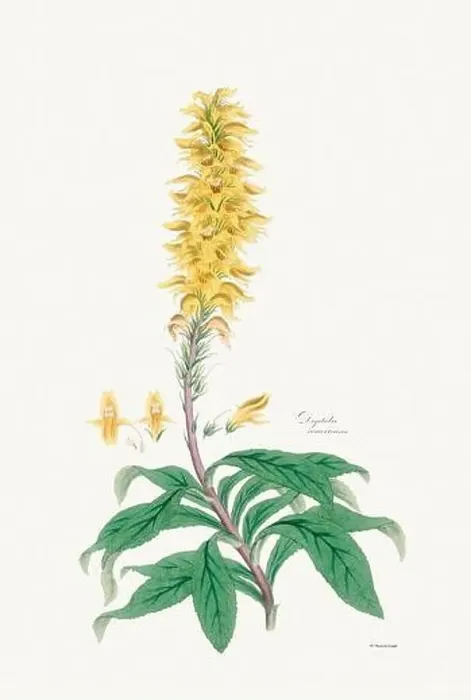 Framed Print : Vintage Foxglove Flower illustration. Botanical Art. Circa 1820 Framed Print : Vintage Foxglove Flower illustration. Botanical Art. Circa 1820