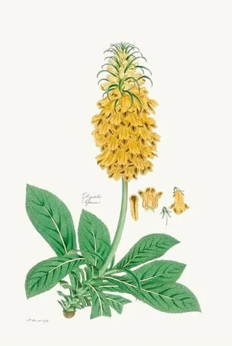 Framed Print : Vintage Foxglove Flower illustration. Botanical Art. Circa 1820 Framed Print : Vintage Foxglove Flower illustration. Botanical Art. Circa 1820