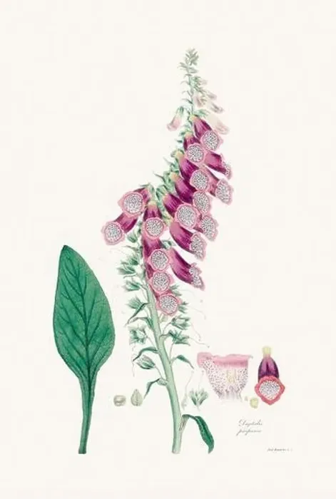 Framed Print : Vintage Foxglove Flower illustration. Botanical Art. Circa 1820 Framed Print : Vintage Foxglove Flower illustration. Botanical Art. Circa 1820
