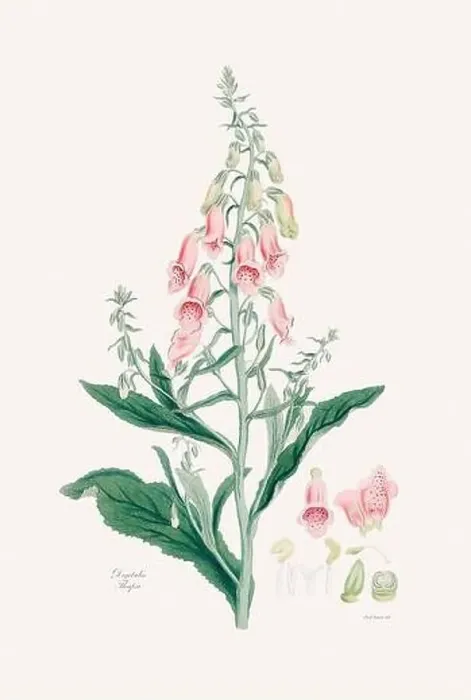 Framed Print : Vintage Foxglove Flower illustration. Botanical Art. Circa 1820 Framed Print : Vintage Foxglove Flower illustration. Botanical Art. Circa 1820