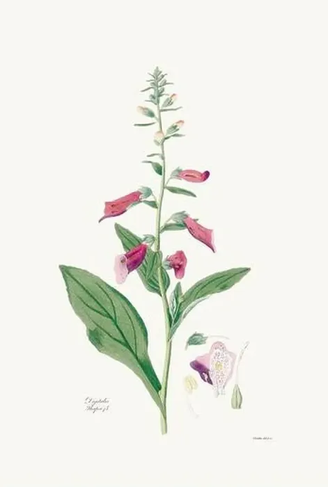 Framed Print : Vintage Foxglove Flower illustration. Botanical Art. Circa 1820 Framed Print : Vintage Foxglove Flower illustration. Botanical Art. Circa 1820