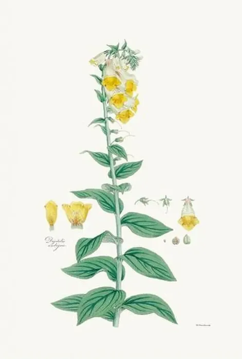 Framed Print : Vintage Foxglove Flower illustration. Botanical Art. Circa 1820 Framed Print : Vintage Foxglove Flower illustration. Botanical Art. Circa 1820