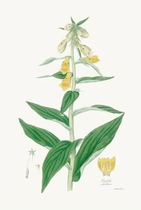 Framed Print : Vintage Foxglove Flower illustration. Botanical Art. Circa 1820 Framed Print : Vintage Foxglove Flower illustration. Botanical Art. Circa 1820