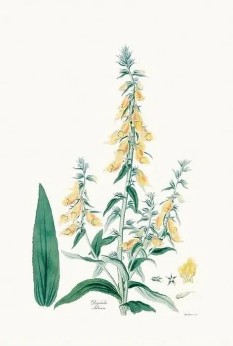 Framed Print : Vintage Foxglove Flower illustration. Botanical Art. Circa 1820 Framed Print : Vintage Foxglove Flower illustration. Botanical Art. Circa 1820