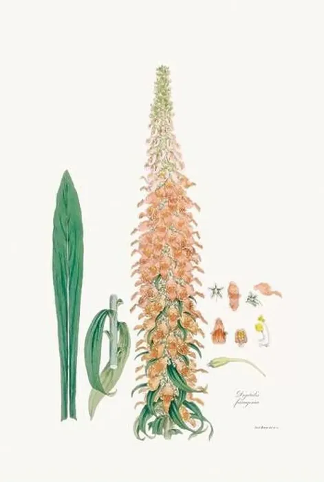 Framed Print : Vintage Foxglove Flower illustration. Botanical Art. Circa 1820 Framed Print : Vintage Foxglove Flower illustration. Botanical Art. Circa 1820