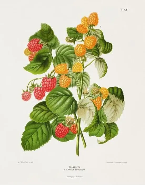 Framed Print : Vintage fruit illustration. Dutch botanical book illustration. Circa 1880 Framed Print : Vintage fruit illustration. Dutch botanical book illustration. Circa 1880