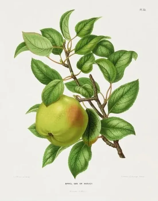Framed Print : Vintage fruit illustration. Dutch botanical book illustration. Circa 1880 Framed Print : Vintage fruit illustration. Dutch botanical book illustration. Circa 1880