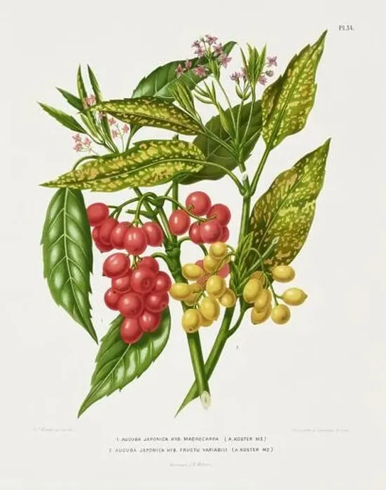 Framed Print : Vintage fruit illustration. Dutch botanical book illustration. Circa 1880 Framed Print : Vintage fruit illustration. Dutch botanical book illustration. Circa 1880