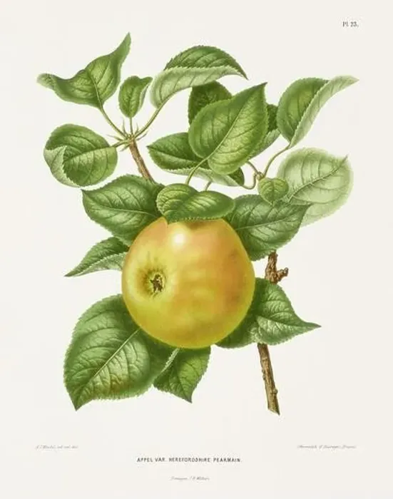 Framed Print : Vintage fruit illustration. Dutch botanical book illustration. Circa 1880 Framed Print : Vintage fruit illustration. Dutch botanical book illustration. Circa 1880