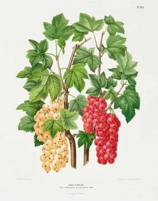 Framed Print : Vintage fruit illustration. Dutch botanical book illustration. Circa 1880 Framed Print : Vintage fruit illustration. Dutch botanical book illustration. Circa 1880