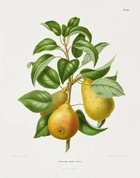 Framed Print : Vintage fruit illustration. Dutch botanical book illustration. Circa 1880 Framed Print : Vintage fruit illustration. Dutch botanical book illustration. Circa 1880