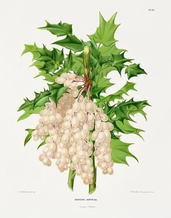 Framed Print : Vintage fruit illustration. Dutch botanical book illustration. Circa 1880 Framed Print : Vintage fruit illustration. Dutch botanical book illustration. Circa 1880
