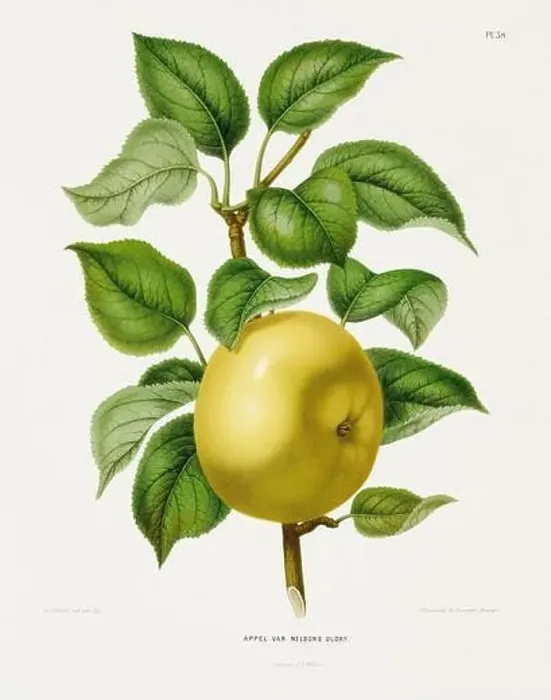 Framed Print : Vintage fruit illustration. Dutch botanical book illustration. Circa 1880 Framed Print : Vintage fruit illustration. Dutch botanical book illustration. Circa 1880