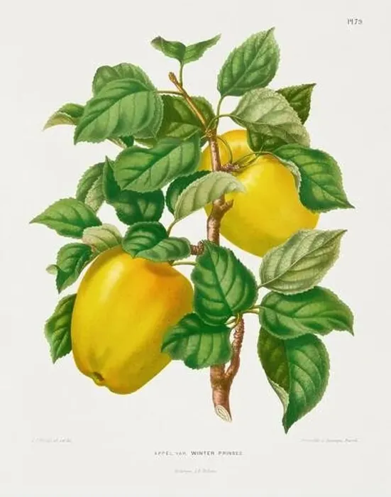 Framed Print : Vintage fruit illustration. Dutch botanical book illustration. Circa 1880 Framed Print : Vintage fruit illustration. Dutch botanical book illustration. Circa 1880