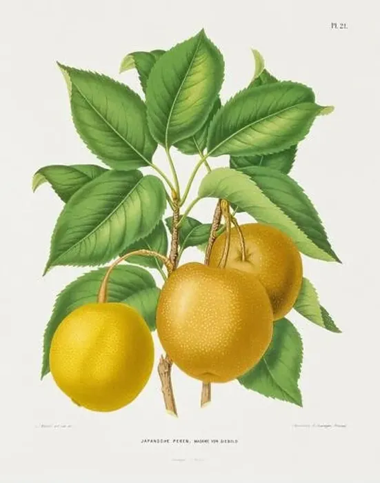 Framed Print : Vintage fruit illustration. Dutch botanical book illustration. Circa 1880 Framed Print : Vintage fruit illustration. Dutch botanical book illustration. Circa 1880