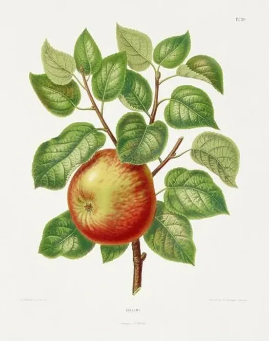 Framed Print : Vintage fruit illustration. Dutch botanical book illustration. Circa 1880 Framed Print : Vintage fruit illustration. Dutch botanical book illustration. Circa 1880