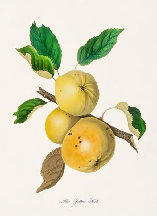 Framed Print : Vintage Herfordshire Apples illustration Framed Print : Vintage Herfordshire Apples illustration