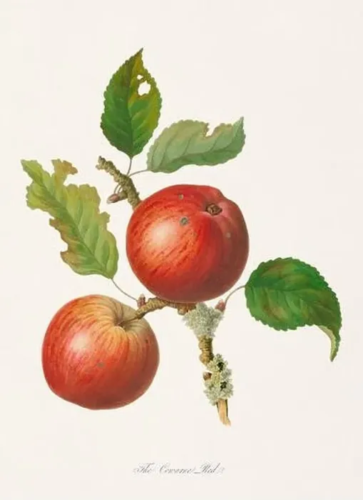 Framed Print : Vintage Herfordshire Apples illustration Framed Print : Vintage Herfordshire Apples illustration