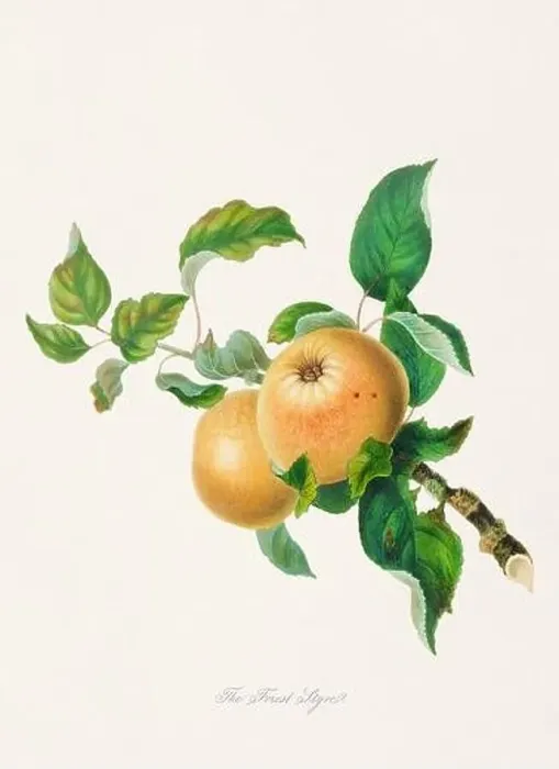 Framed Print : Vintage Herfordshire Apples illustration Framed Print : Vintage Herfordshire Apples illustration