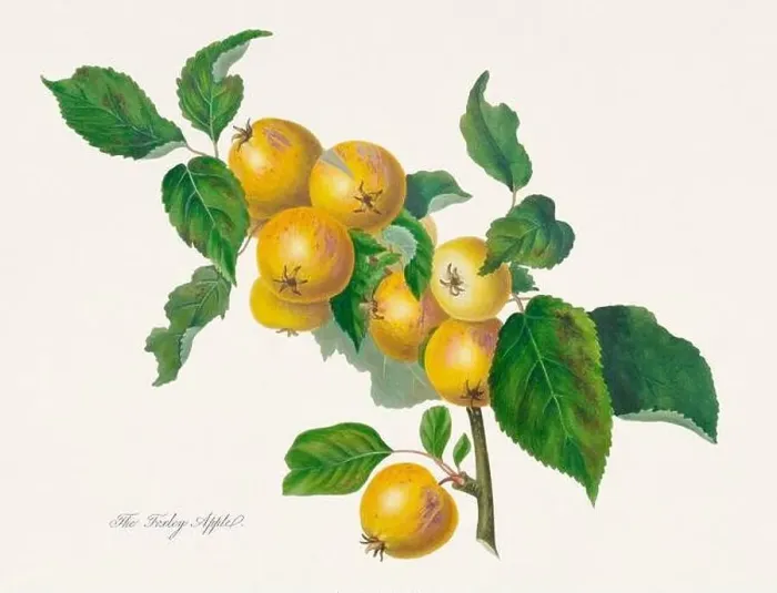 Framed Print : Vintage Herfordshire Apples illustration Framed Print : Vintage Herfordshire Apples illustration