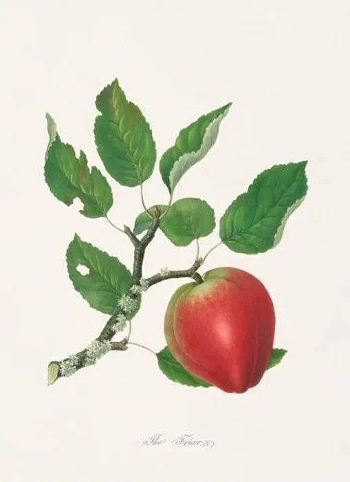 Framed Print : Vintage Herfordshire Apples illustration Framed Print : Vintage Herfordshire Apples illustration