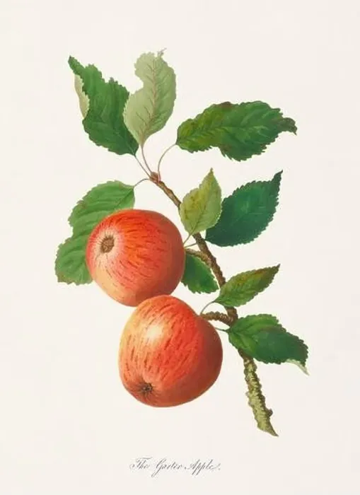 Framed Print : Vintage Herfordshire Apples illustration Framed Print : Vintage Herfordshire Apples illustration