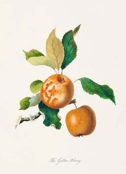 Framed Print : Vintage Herfordshire Apples illustration Framed Print : Vintage Herfordshire Apples illustration