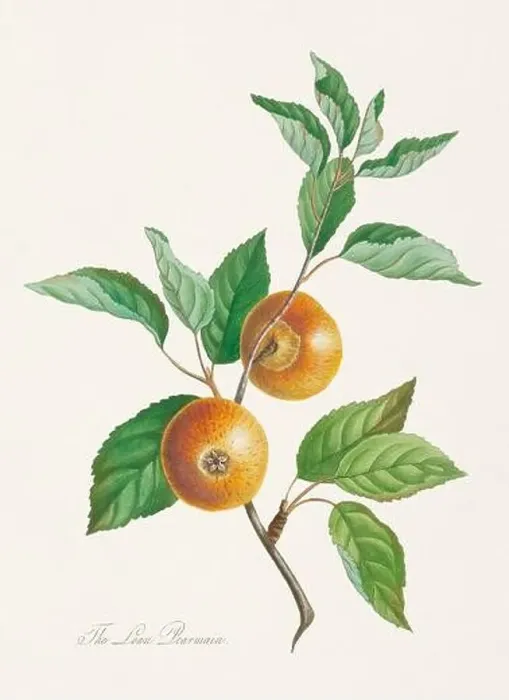 Framed Print : Vintage Herfordshire Apples illustration Framed Print : Vintage Herfordshire Apples illustration