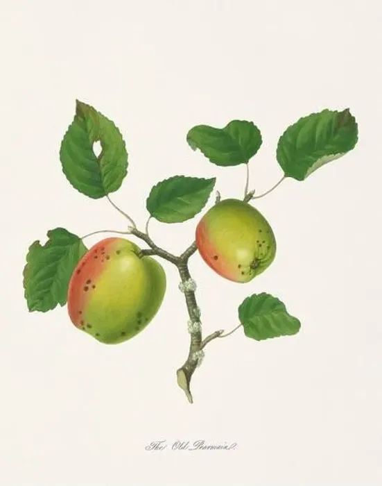 Framed Print : Vintage Herfordshire Apples illustration Framed Print : Vintage Herfordshire Apples illustration
