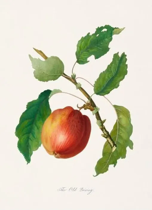 Framed Print : Vintage Herfordshire Apples illustration Framed Print : Vintage Herfordshire Apples illustration