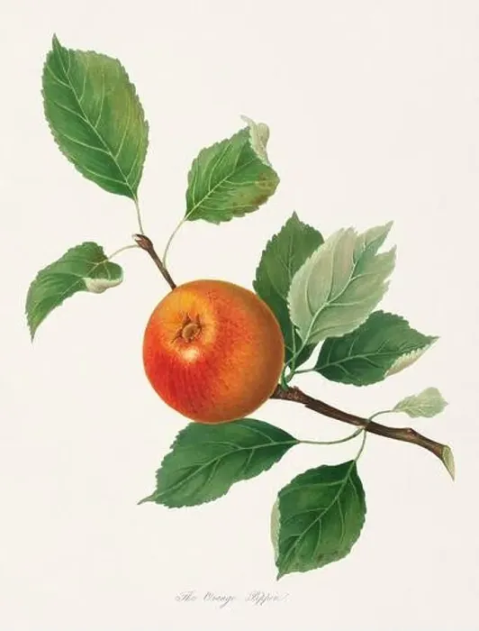 Framed Print : Vintage Herfordshire Apples illustration Framed Print : Vintage Herfordshire Apples illustration