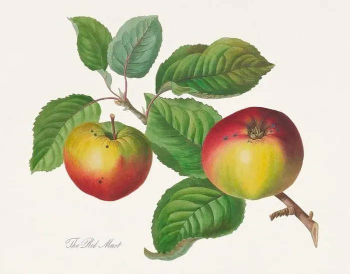 Framed Print : Vintage Herfordshire Apples illustration