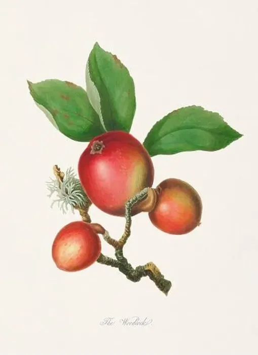 Framed Print : Vintage Herfordshire Apples illustration Framed Print : Vintage Herfordshire Apples illustration